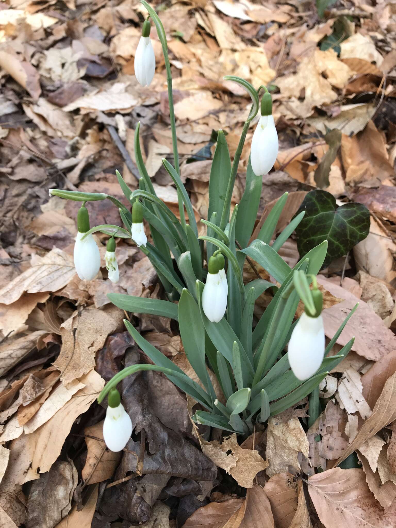 Image of giant snowdrop