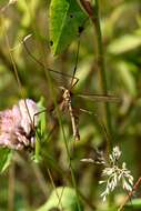 Image of Cranefly