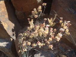 Image of Crassula rupestris subsp. rupestris