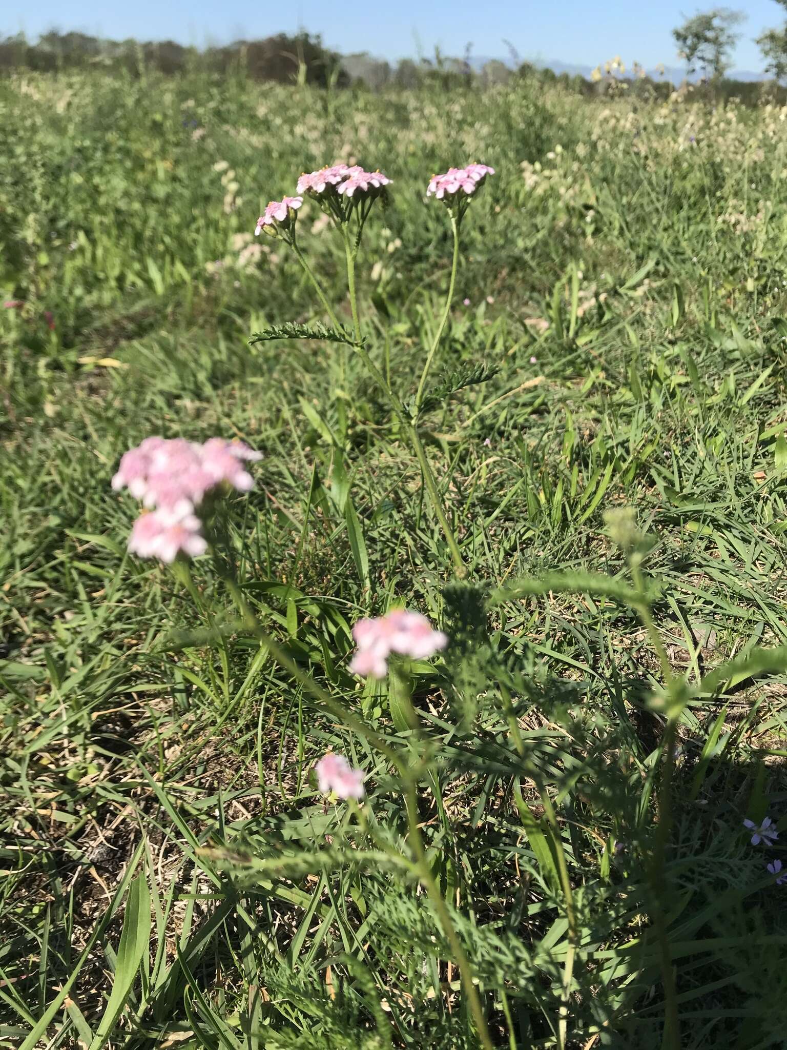 Achillea roseo-alba Ehrend. resmi