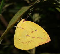 Image of Catopsilia gorgophone (Boisduval 1836)