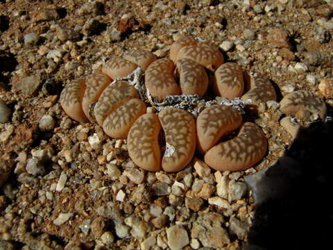 Image of Lithops karasmontana subsp. bella (N. E. Br.) D. T. Cole