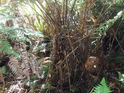 Image of Dicksonia lanata subsp. hispida (Colenso) Perrie & Brownsey