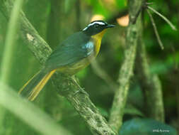 Image of Blue-shouldered Robin