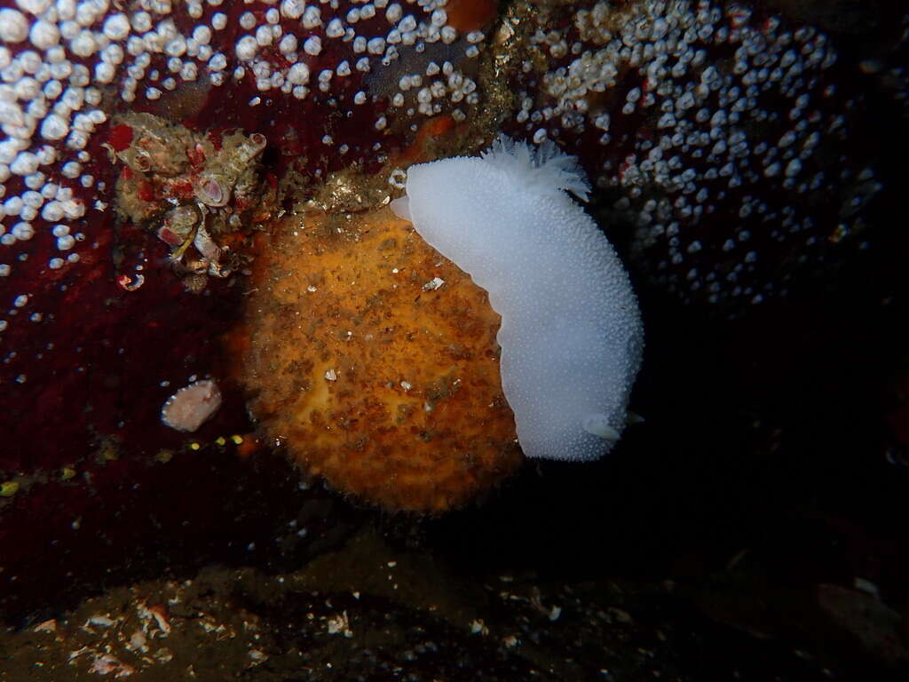 Image of orange rough ball horny sponge