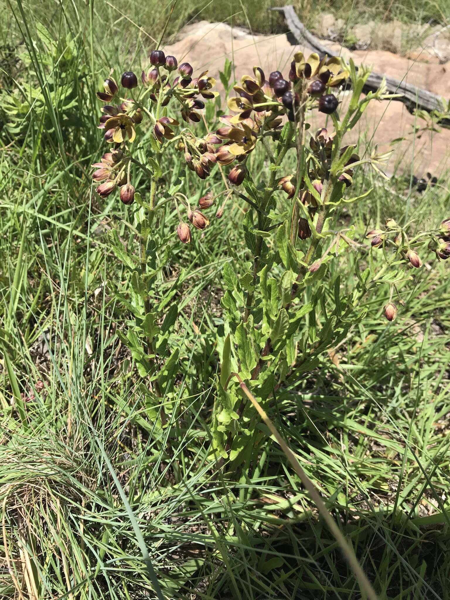 Image de Schizoglossum hamatum E. Mey.