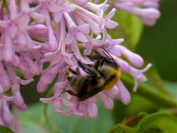 Слика од Bombus consobrinus Dahlbom 1832