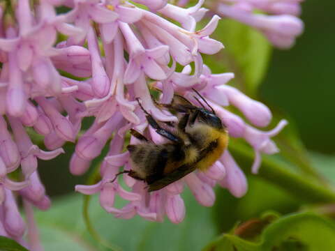 Image of Bombus consobrinus Dahlbom 1832