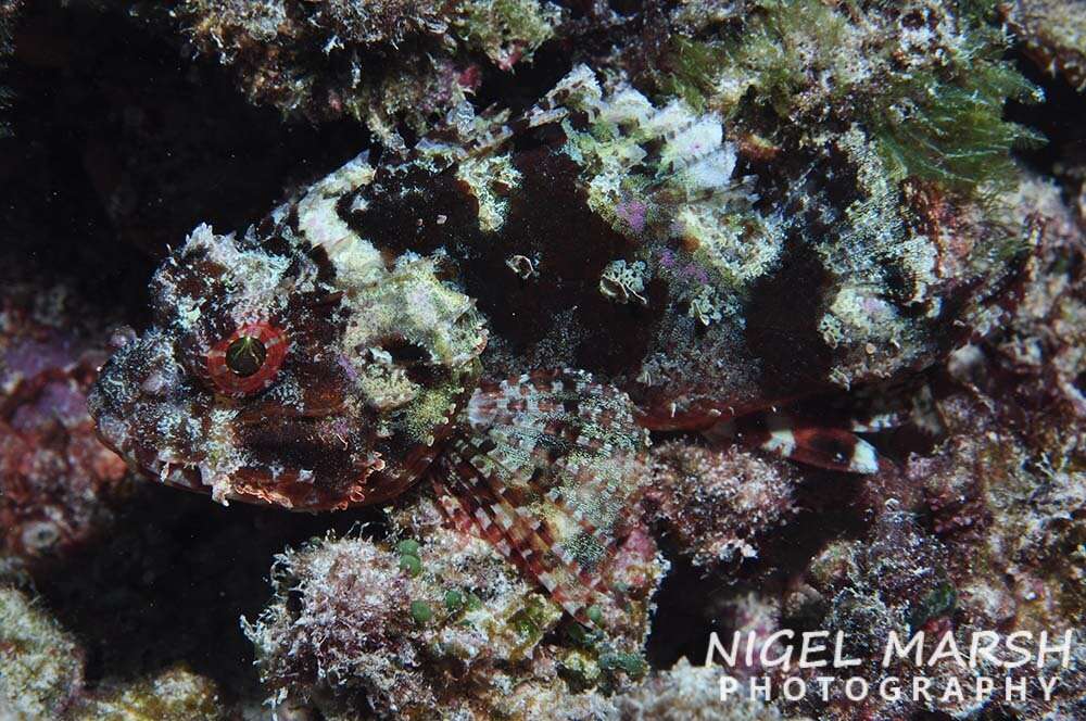 Image of Marbled coral-cod