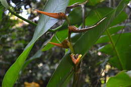 Plancia ëd Heliconia latispatha Benth.