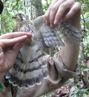 Image of Moustached Hawk-Cuckoo