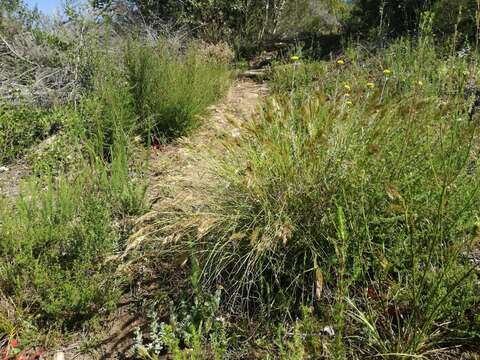 Image of Pentameris curvifolia (Schrad.) Nees