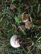 Image of Downy milkcap