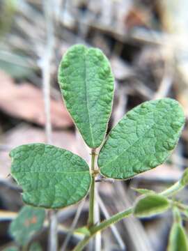 صورة Desmodium rhytidophyllum Benth.