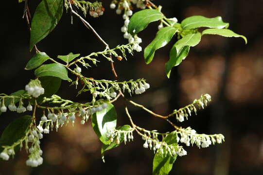 Image de Vaccinium leucanthum Cham. & Schltdl.