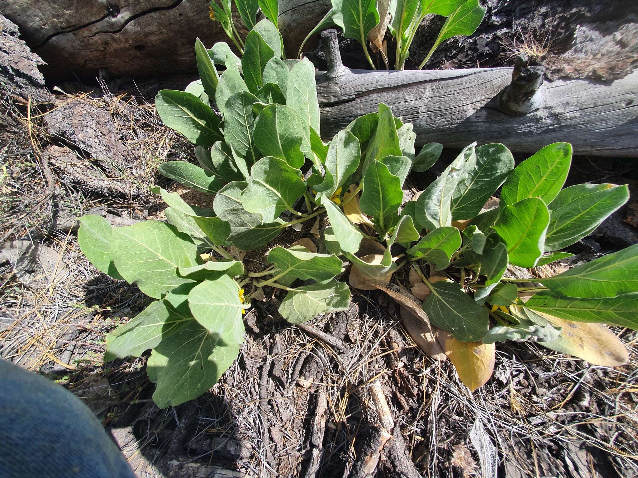 Image of southern mule-ears