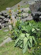 Image of Gentiana lutea subsp. aurantiaca M. Laínz