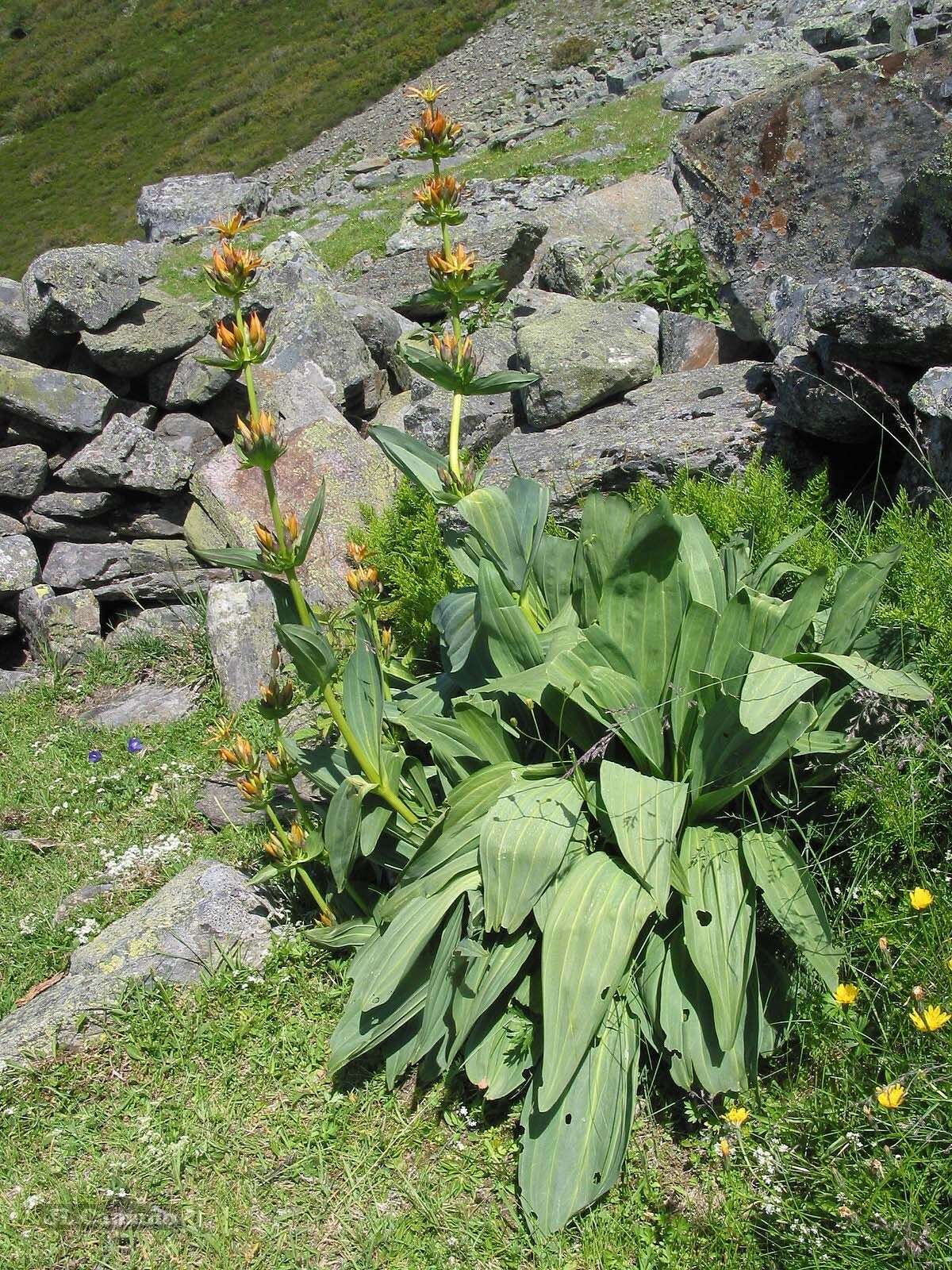 Image of Gentiana lutea subsp. aurantiaca M. Laínz