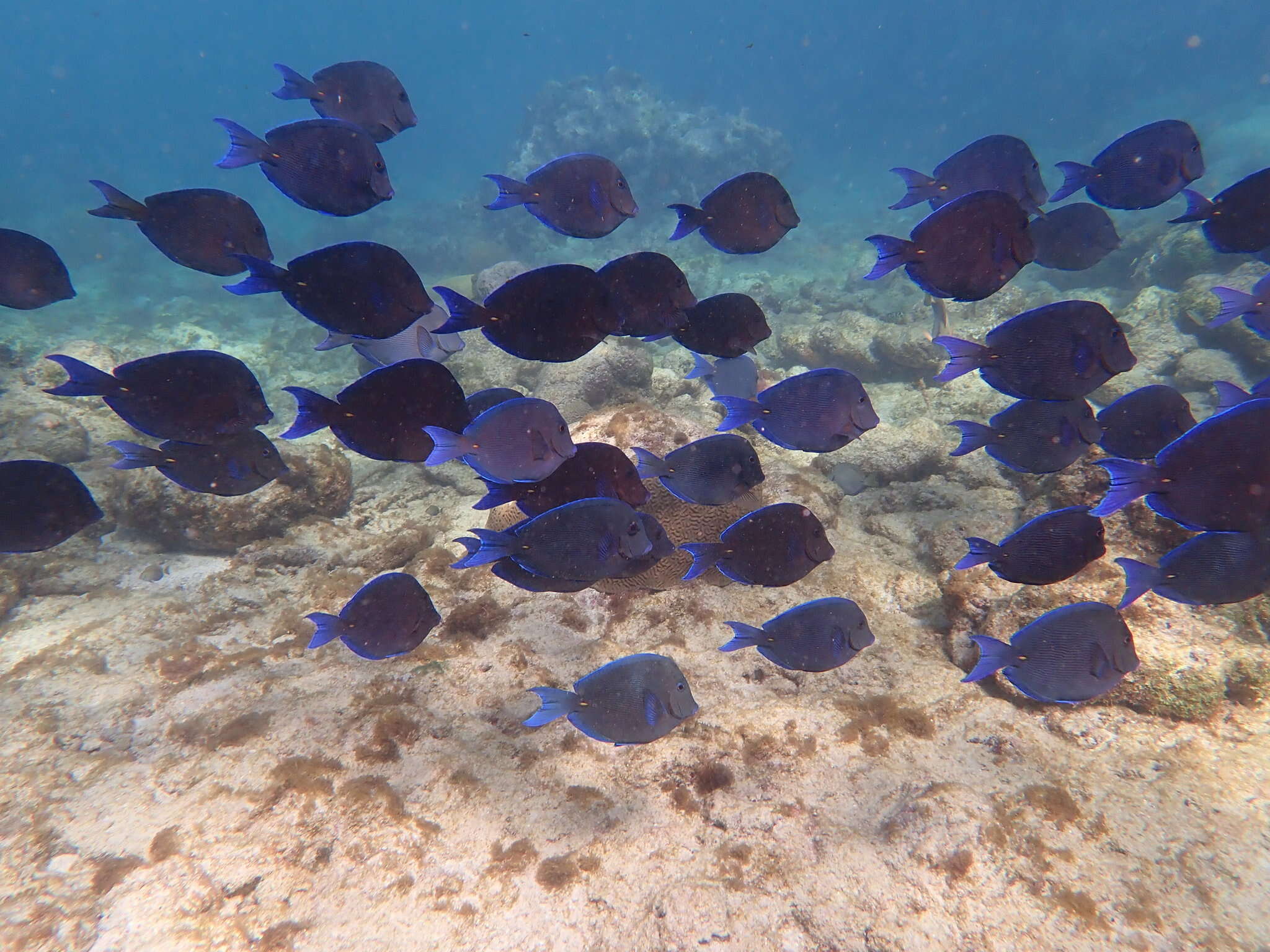 صورة Acanthurus coeruleus Bloch & Schneider 1801