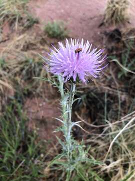 Plancia ëd Cirsium mohavense (Greene) Petr.