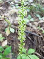 Image de Platanthera elongata (Rydb.) R. M. Bateman