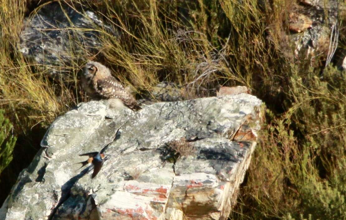 Image of Cape Eagle Owl