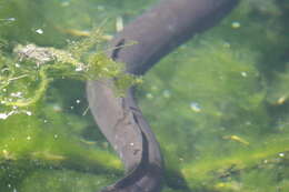 Image of short-finned eel