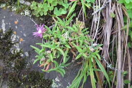 Image of Delosperma zoutpansbergense L. Bol.