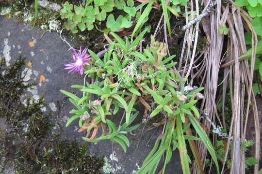 Image of Delosperma zoutpansbergense L. Bol.