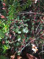 Image of alpine meadow-rue