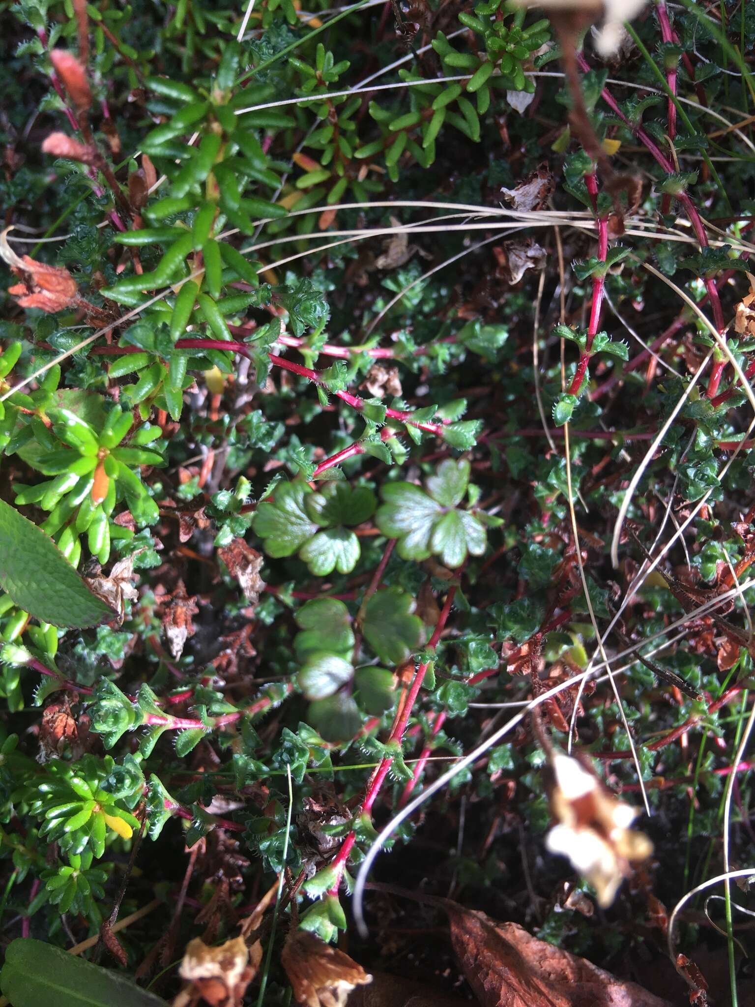 Image of alpine meadow-rue