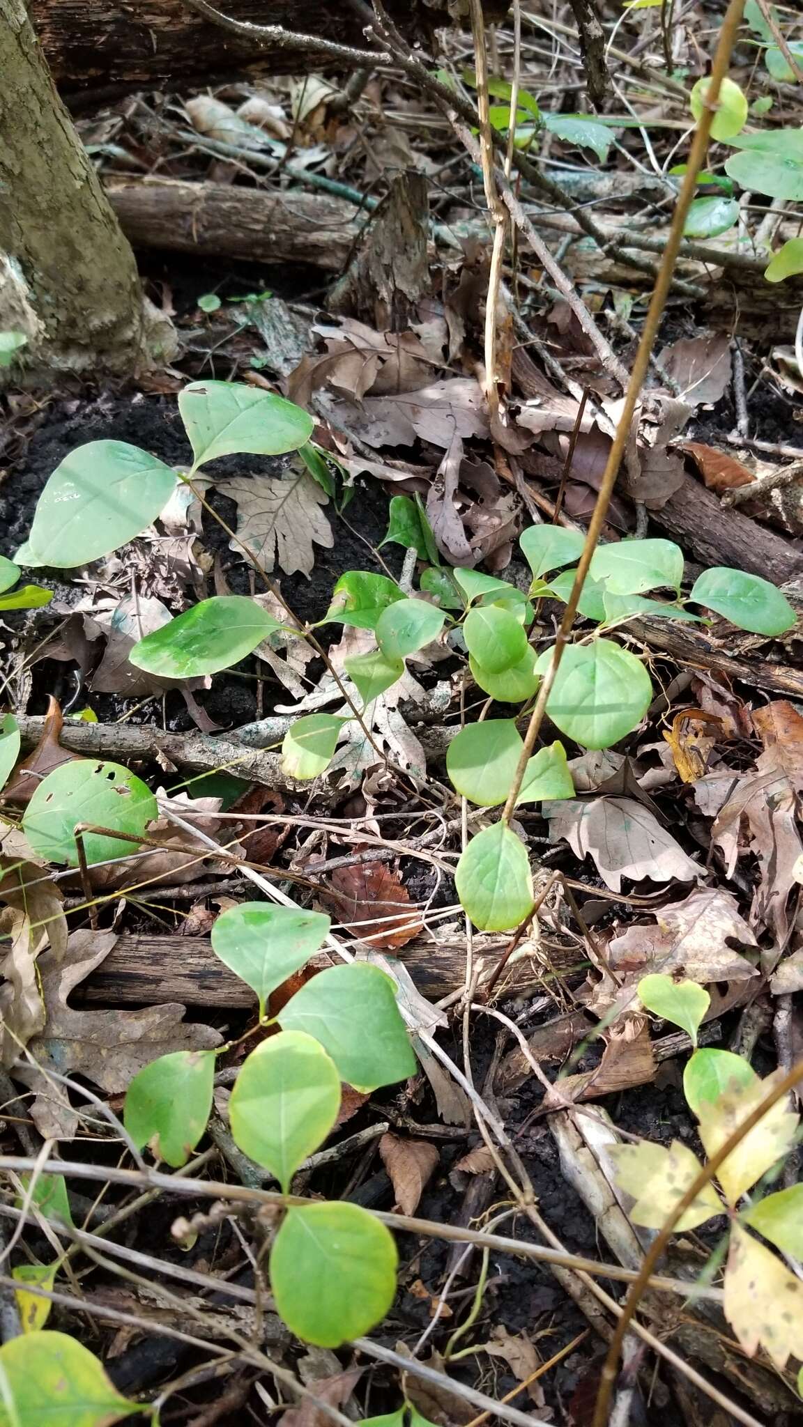 Image of grape honeysuckle