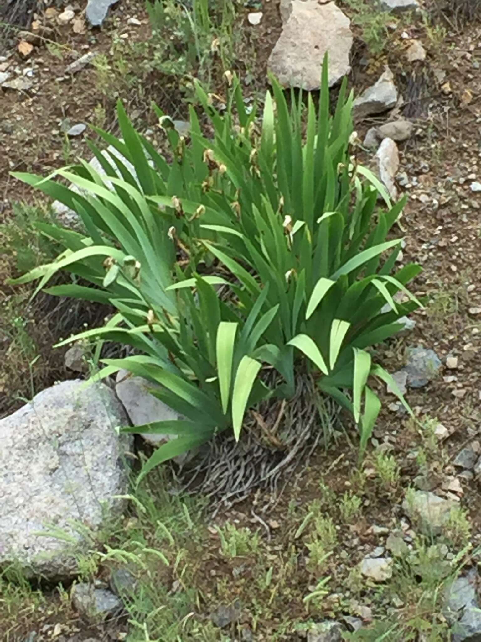 Image of Iris imbricata Lindl.