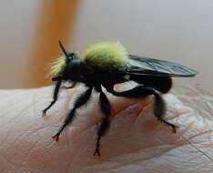 صورة Laphria flavicollis Say 1824