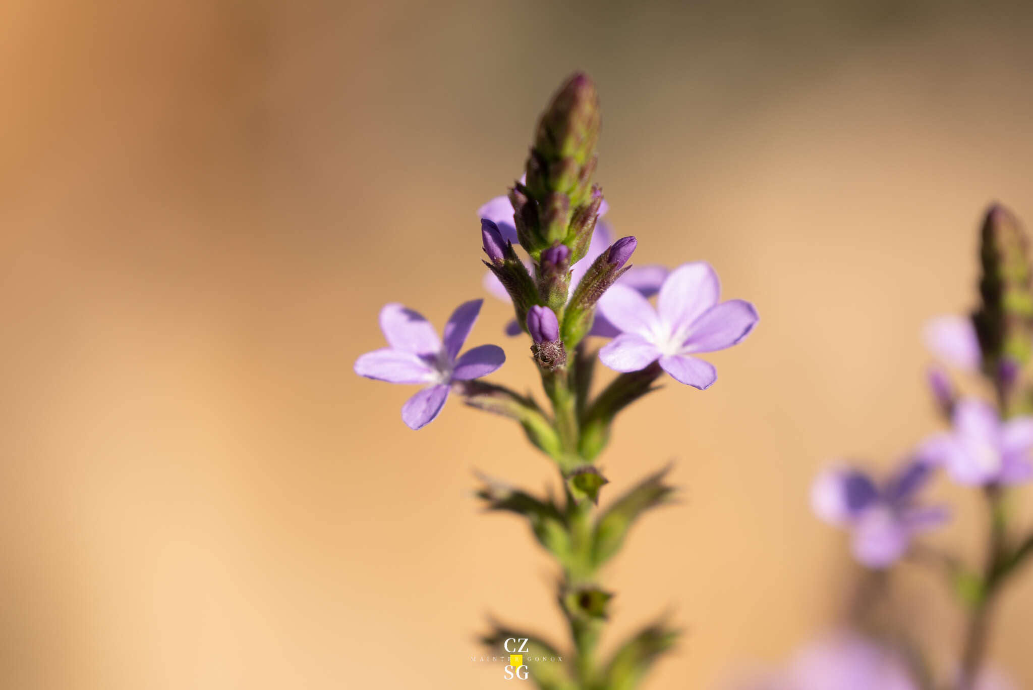 Image of Arizona bluehearts