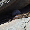 Image of Chalcides sexlineatus bistriatus Steindachner 1891