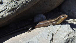 Image of Chalcides sexlineatus bistriatus Steindachner 1891