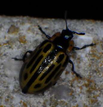 Image of Cottonwood Leaf Beetle