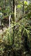 Image of Dypsis nodifera Mart.