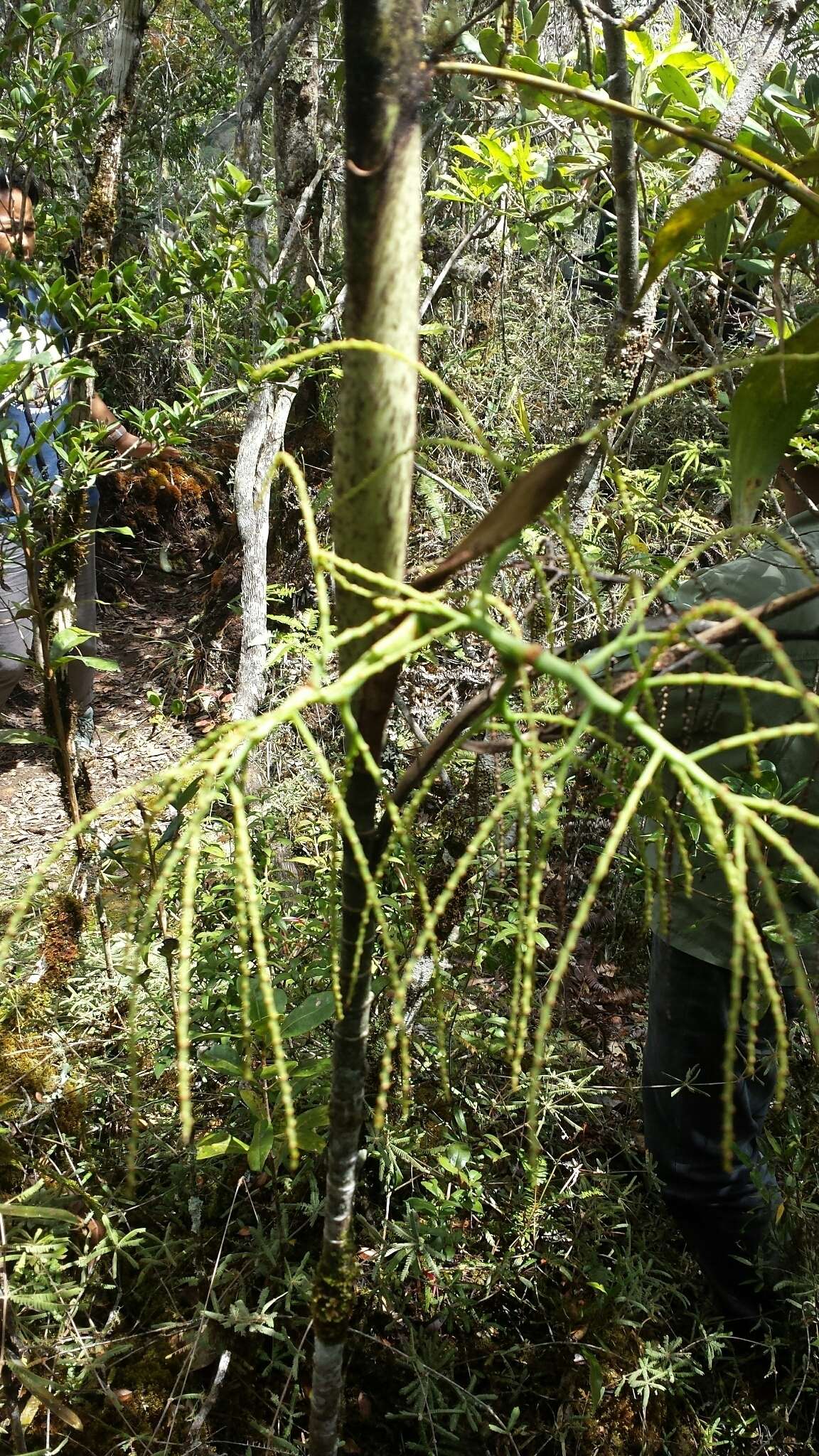 Sivun Dypsis nodifera Mart. kuva