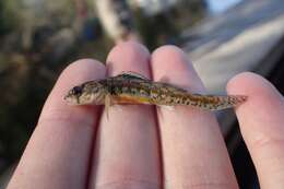 Image of Iowa Darter