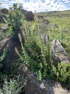 صورة <i>Coleus calycinus</i>