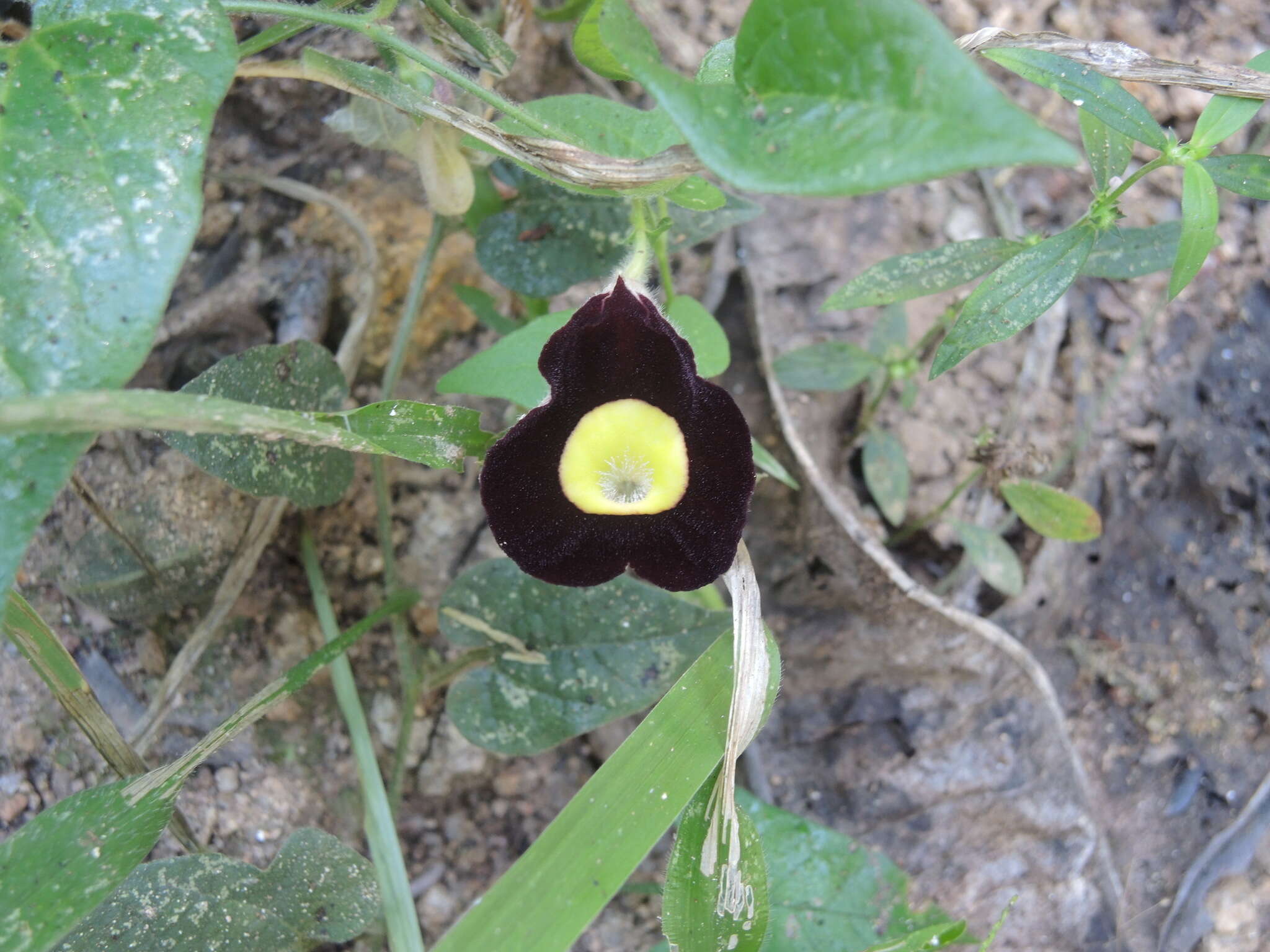 Image of Aristolochia variifolia Duch.