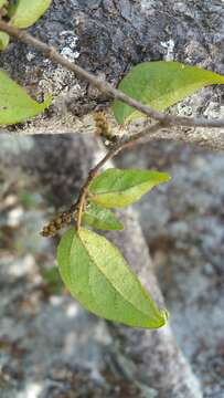 Image of Croton danguyanus Leandri