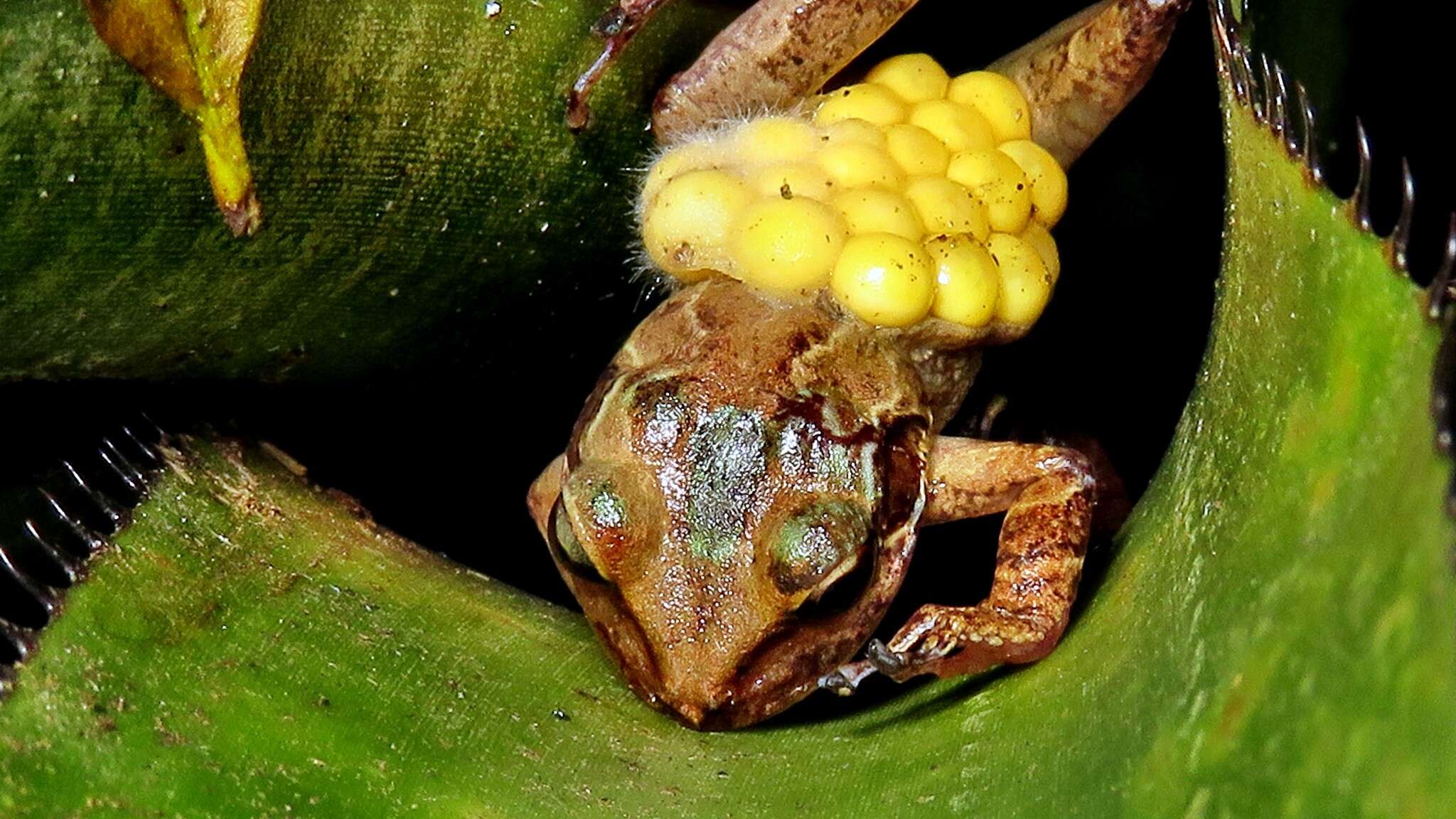 Image de Fritziana goeldii (Boulenger 1895)