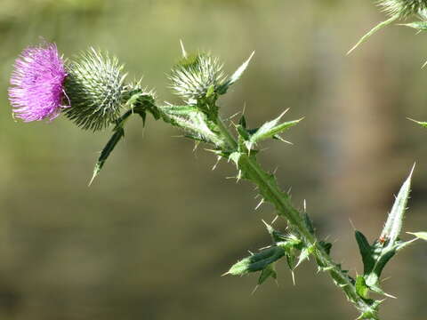 Image of Spear Thistle