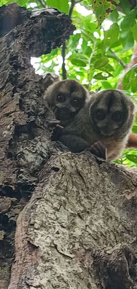 Image of Panamanian Night Monkey