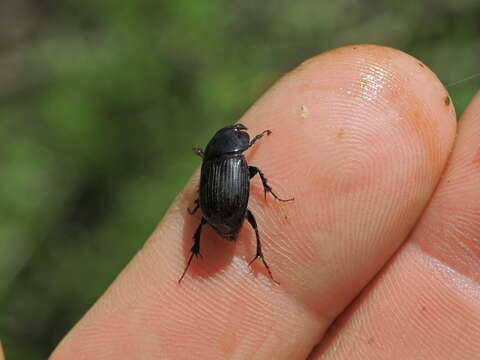 Image of Acrossus planicollis (Reitter 1890)