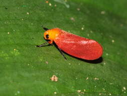 Image of Eoscarta borealis (Distant 1878)