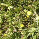 Image of Osteospermum triquetrum L. fil.